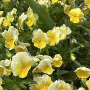 ヒメ日記 2025/05/07 21:42 投稿 りこ 熟女の風俗最終章 宇都宮店