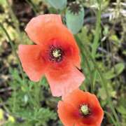 ヒメ日記 2025/05/13 08:21 投稿 りこ 熟女の風俗最終章 宇都宮店