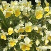 ヒメ日記 2025/05/20 08:21 投稿 りこ 熟女の風俗最終章 宇都宮店