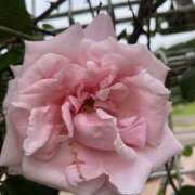 ヒメ日記 2025/05/21 07:51 投稿 りこ 熟女の風俗最終章 宇都宮店