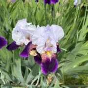 ヒメ日記 2025/05/23 07:51 投稿 りこ 熟女の風俗最終章 宇都宮店