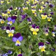 ヒメ日記 2025/05/24 08:21 投稿 りこ 熟女の風俗最終章 宇都宮店