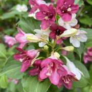 ヒメ日記 2025/05/26 19:41 投稿 りこ 熟女の風俗最終章 宇都宮店