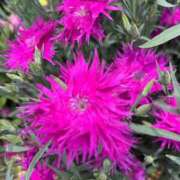 ヒメ日記 2025/05/28 10:51 投稿 りこ 熟女の風俗最終章 宇都宮店