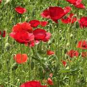 ヒメ日記 2025/05/29 07:51 投稿 りこ 熟女の風俗最終章 宇都宮店