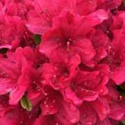 ヒメ日記 2025/05/31 08:21 投稿 りこ 熟女の風俗最終章 宇都宮店