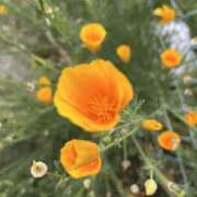 ヒメ日記 2025/06/05 08:31 投稿 りこ 熟女の風俗最終章 宇都宮店