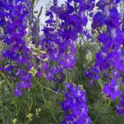 ヒメ日記 2025/06/06 08:02 投稿 りこ 熟女の風俗最終章 宇都宮店