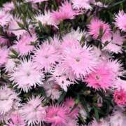 ヒメ日記 2025/06/08 12:04 投稿 りこ 熟女の風俗最終章 宇都宮店