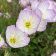 ヒメ日記 2025/06/09 08:31 投稿 りこ 熟女の風俗最終章 宇都宮店