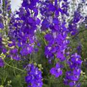 ヒメ日記 2025/06/09 09:51 投稿 りこ 熟女の風俗最終章 宇都宮店