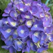 ヒメ日記 2025/06/09 21:21 投稿 りこ 熟女の風俗最終章 宇都宮店