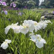 ヒメ日記 2025/06/11 17:21 投稿 りこ 熟女の風俗最終章 宇都宮店