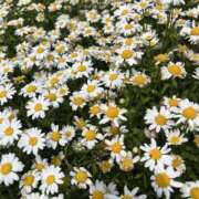 ヒメ日記 2025/06/14 07:31 投稿 りこ 熟女の風俗最終章 宇都宮店