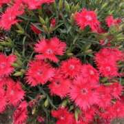 ヒメ日記 2025/06/16 08:21 投稿 りこ 熟女の風俗最終章 宇都宮店