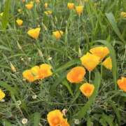 ヒメ日記 2025/06/18 07:41 投稿 りこ 熟女の風俗最終章 宇都宮店