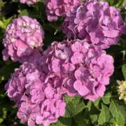 ヒメ日記 2025/06/19 07:32 投稿 りこ 熟女の風俗最終章 宇都宮店