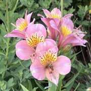 ヒメ日記 2025/06/21 08:11 投稿 りこ 熟女の風俗最終章 宇都宮店