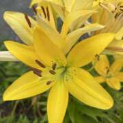 ヒメ日記 2025/06/23 07:51 投稿 りこ 熟女の風俗最終章 宇都宮店