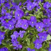 ヒメ日記 2025/06/23 09:41 投稿 りこ 熟女の風俗最終章 宇都宮店