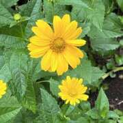 ヒメ日記 2025/06/24 08:51 投稿 りこ 熟女の風俗最終章 宇都宮店