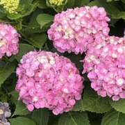 ヒメ日記 2025/07/02 08:31 投稿 りこ 熟女の風俗最終章 宇都宮店