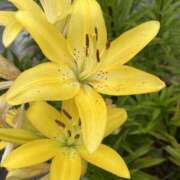 ヒメ日記 2025/07/03 07:51 投稿 りこ 熟女の風俗最終章 宇都宮店