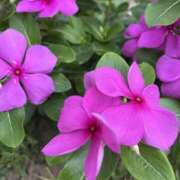 ヒメ日記 2025/07/05 08:02 投稿 りこ 熟女の風俗最終章 宇都宮店