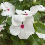 ヒメ日記 2025/07/08 08:21 投稿 りこ 熟女の風俗最終章 宇都宮店