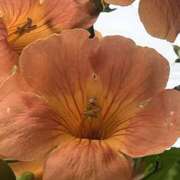 ヒメ日記 2025/07/11 10:03 投稿 りこ 熟女の風俗最終章 宇都宮店