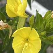 ヒメ日記 2025/07/21 08:31 投稿 りこ 熟女の風俗最終章 宇都宮店