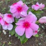 ヒメ日記 2025/07/23 07:02 投稿 りこ 熟女の風俗最終章 宇都宮店