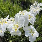 ヒメ日記 2025/07/23 07:51 投稿 りこ 熟女の風俗最終章 宇都宮店