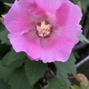 ヒメ日記 2025/07/25 08:21 投稿 りこ 熟女の風俗最終章 宇都宮店