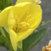 ヒメ日記 2025/07/26 08:21 投稿 りこ 熟女の風俗最終章 宇都宮店