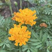 ヒメ日記 2025/07/28 07:21 投稿 りこ 熟女の風俗最終章 宇都宮店