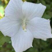 ヒメ日記 2025/07/30 08:03 投稿 りこ 熟女の風俗最終章 宇都宮店