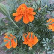 ヒメ日記 2025/07/31 08:21 投稿 りこ 熟女の風俗最終章 宇都宮店