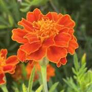 ヒメ日記 2025/08/04 15:21 投稿 りこ 熟女の風俗最終章 宇都宮店