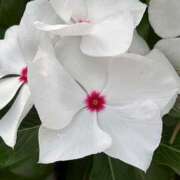 ヒメ日記 2025/08/05 07:11 投稿 りこ 熟女の風俗最終章 宇都宮店