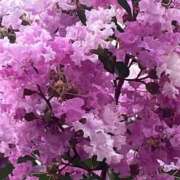 ヒメ日記 2025/08/08 09:11 投稿 りこ 熟女の風俗最終章 宇都宮店