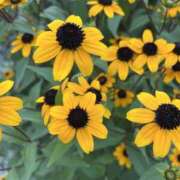 ヒメ日記 2025/08/10 08:11 投稿 りこ 熟女の風俗最終章 宇都宮店