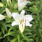 ヒメ日記 2025/08/11 09:03 投稿 りこ 熟女の風俗最終章 宇都宮店