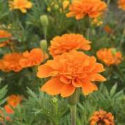 ヒメ日記 2025/08/19 19:41 投稿 りこ 熟女の風俗最終章 宇都宮店