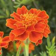 ヒメ日記 2025/08/21 06:51 投稿 りこ 熟女の風俗最終章 宇都宮店