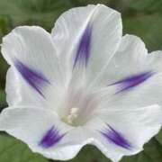 ヒメ日記 2025/08/26 07:21 投稿 りこ 熟女の風俗最終章 宇都宮店