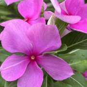 ヒメ日記 2025/08/26 21:02 投稿 りこ 熟女の風俗最終章 宇都宮店