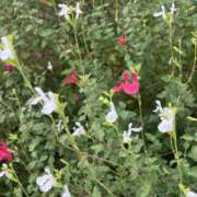 ヒメ日記 2025/08/31 08:41 投稿 りこ 熟女の風俗最終章 宇都宮店