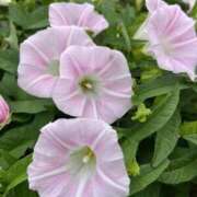 ヒメ日記 2025/09/01 09:51 投稿 りこ 熟女の風俗最終章 宇都宮店