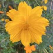 ヒメ日記 2025/09/04 19:11 投稿 りこ 熟女の風俗最終章 宇都宮店